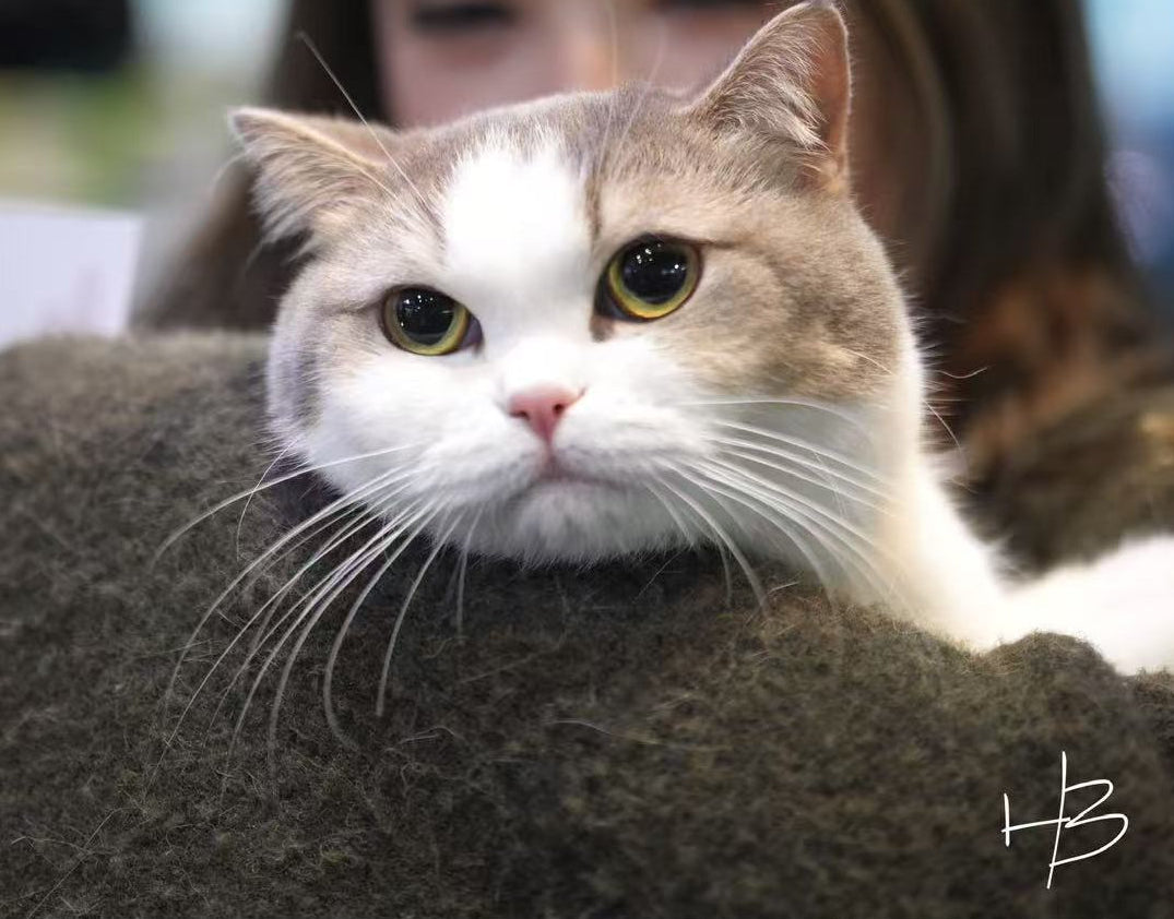 Cat named HamBao with a blurred background